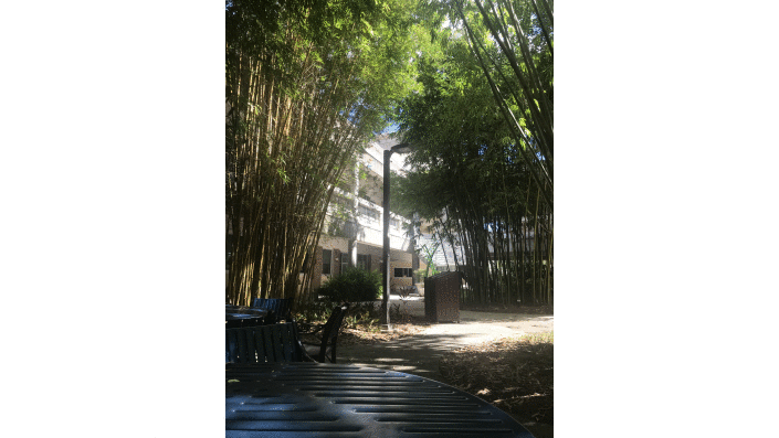 Bambusgarten auf dem Campus Gelände