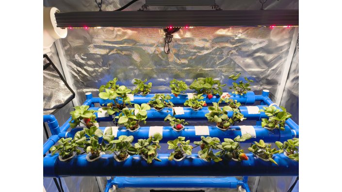 Erdbeeren in einem Hydroponik Zelt