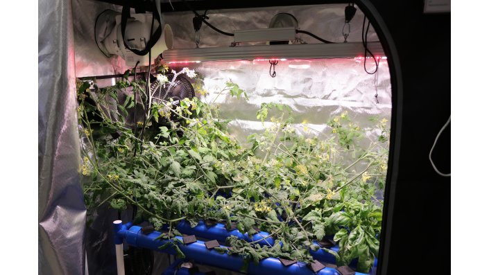 Tomatenanbau mittels Hydroponik