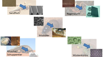 Beispiele aus der Natur (Bild: Kölner Labor für Baumaschinen (KLB))