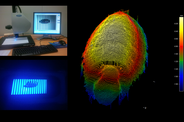 3D-Oberfläche eines Weizenkorns