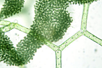 Biosysteme - Mikroorganismen