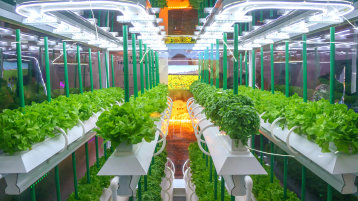 Forschungsthema_Indoor Farming (Bild: Ruslan Gilmanshin)