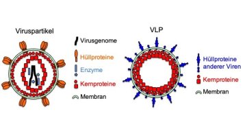 Virus-Like Particles (VLPs) (Bild: TH Köln / Jörn Stitz)