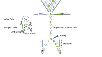 Ein Zellsortierer mit vier Lasern ermöglicht die gleichzeitige Detektion von vier Antigenen mit vier spezifischen Antikörpern gekoppelt an vier individuelle Fluorophore. (Bild: Jörn Stitz/ TH Köln)