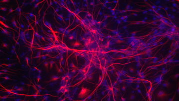 Immunfluoreszenzaufnahme von iPSC-abgeleiteten Neuronen. Die Wirkstoffe sollen neue Verknüpfungen (rot) zwischen Nervenzellen (Zellkerne blau) schaffen. Der Maßstab entspricht 200µm.