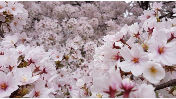 Kirschblüten in Kyoto, Japan
