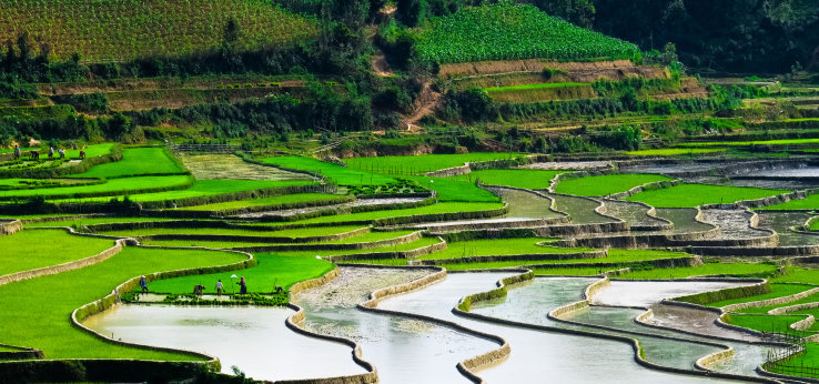 Reisfelder Vietnam (Bild: Fotoloia/cristaltran)