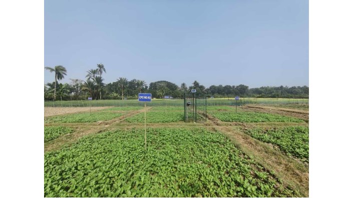 Experimental plot in the sub-district of Kolaroa