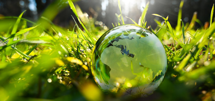 Grüne Blätter (Bild: Adobe Stock)