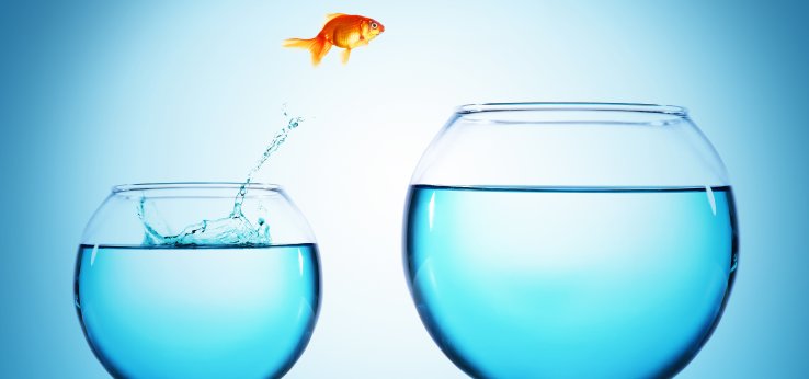 Goldfisch springt aus kleinem Glas in größeres (Bild: Adobe Stock)