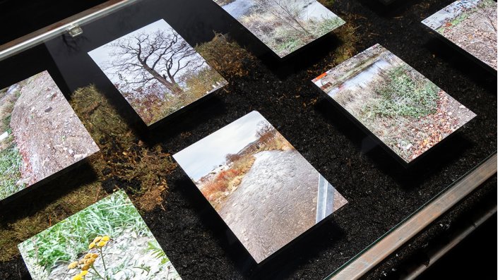 [Foto] Fotos von Pflanzen und Landschaften liegen auf einer Vitrine. In der Vitrine liegt Moos.