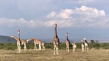 Giraffenherde in freier Wildbahn (Bild: Christina Brey)