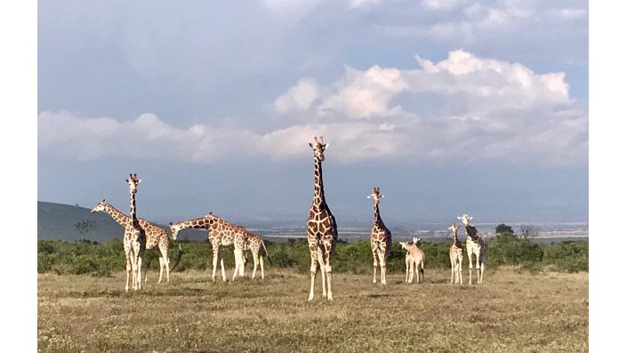 Giraffenherde in freier Wildbahn