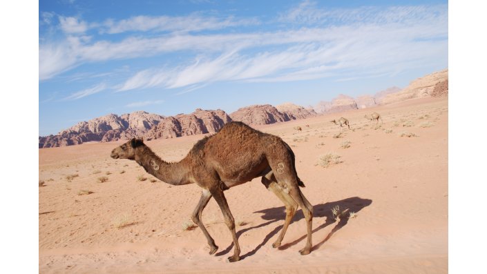 Und das beste Verkehrsmittel in der Wüste ist nach wie vor das Kamel