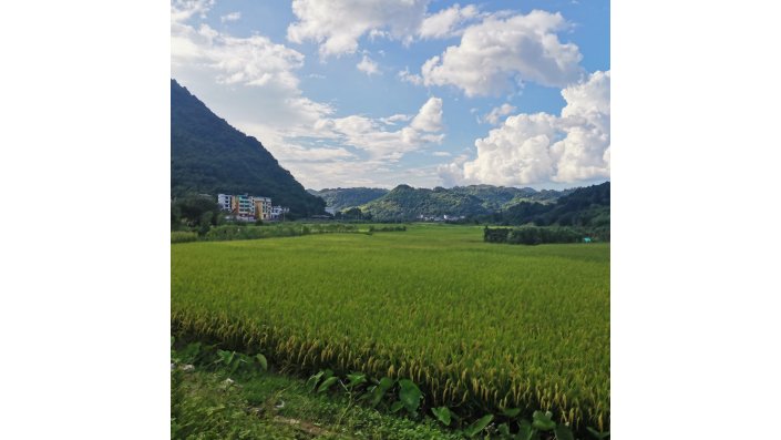 Reisfelder Vorstadt Yangshuo, Guilin, Guangxi Provinz