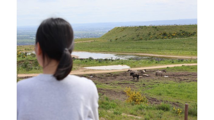 Blick auf die Konik-Wildpferde der Goldenen Aue.